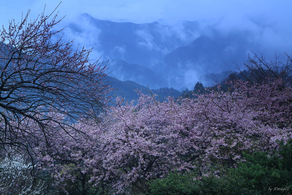 山桜