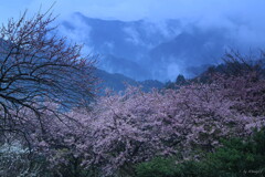 山桜