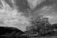 残桜