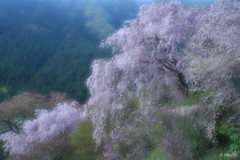 深山桜