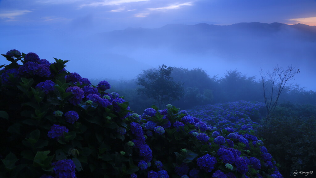 朝霧