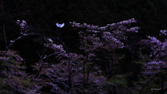 残桜