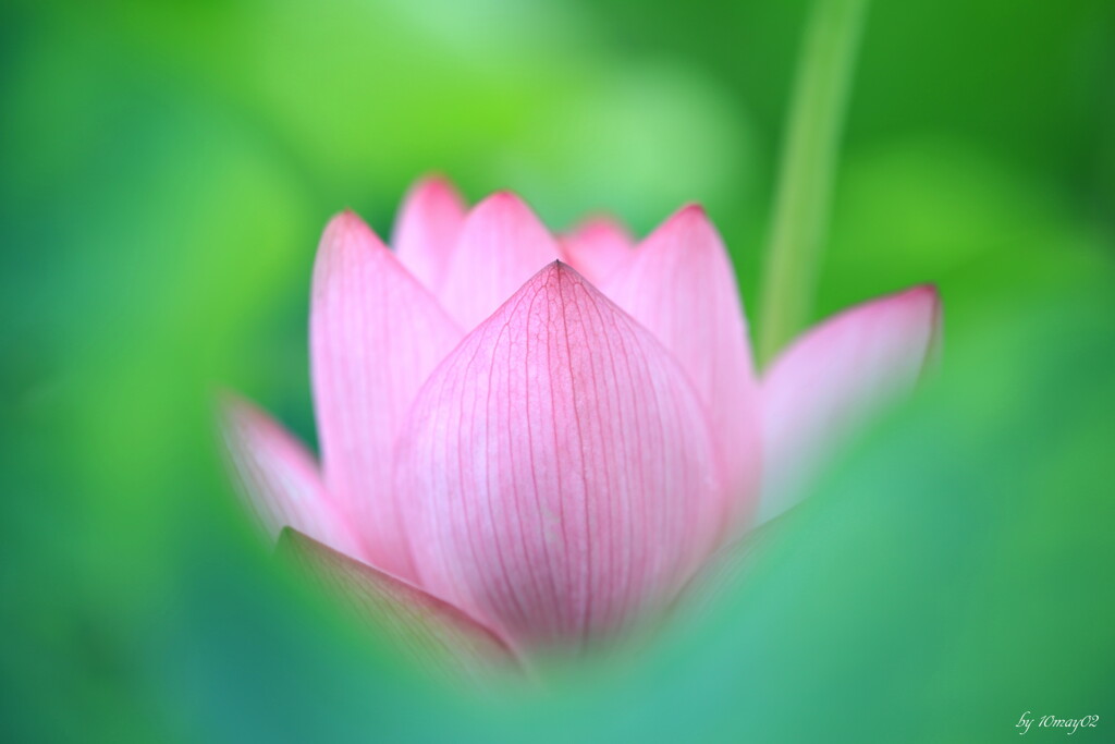 閉花