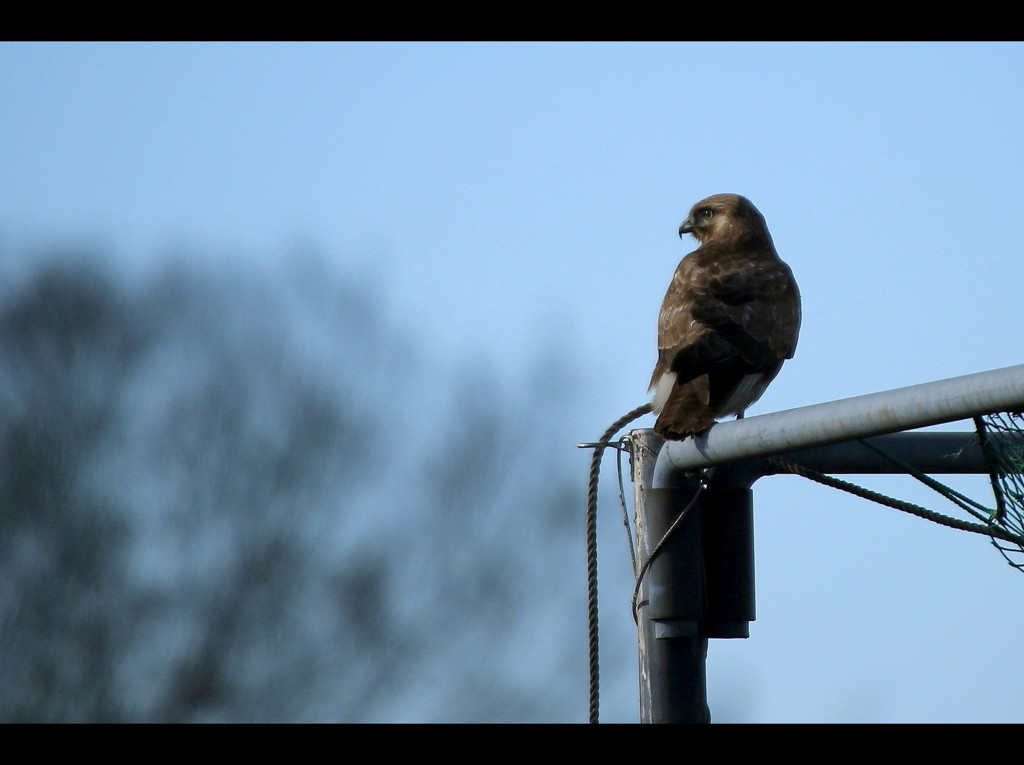 ゴールキーパー