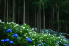 山紫陽花