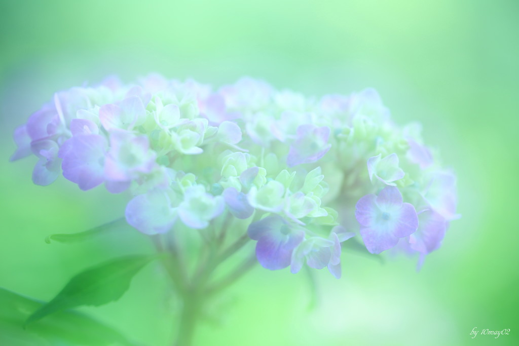初夏の彩