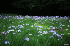 菖蒲畑２
