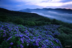 山紫陽花