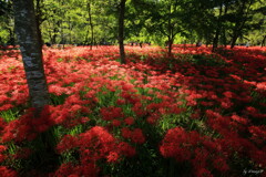 真紅の絨毯