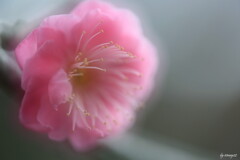 紅梅