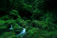 緑水の森