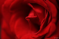 Ⅾrape