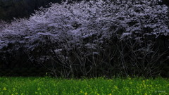 連桜