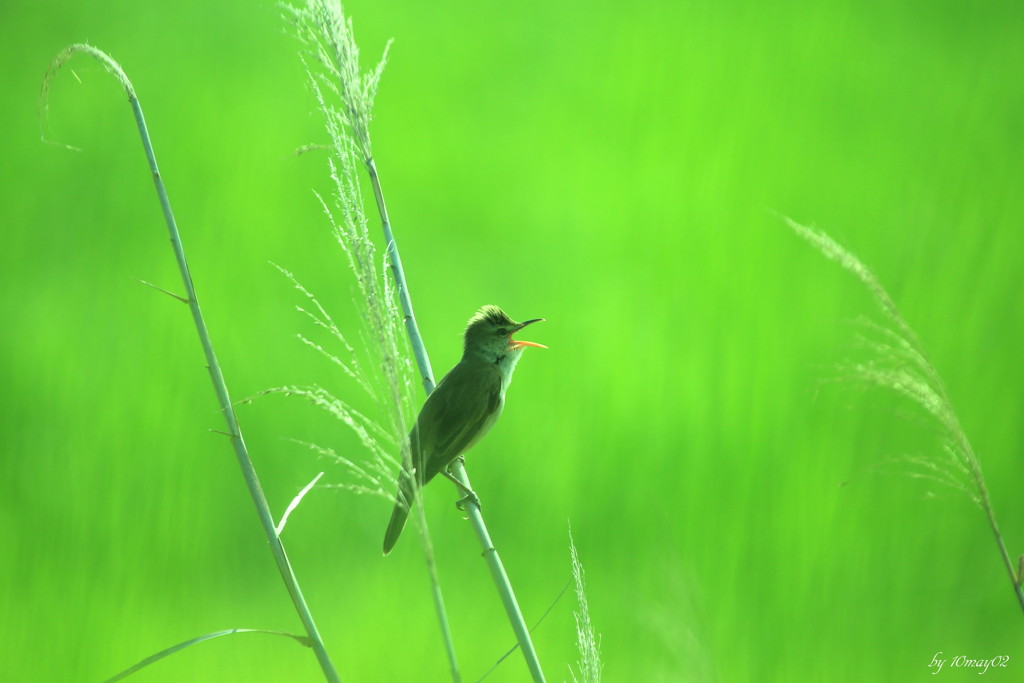 初夏のさえずり