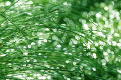 朝露　～梓川畔にて～