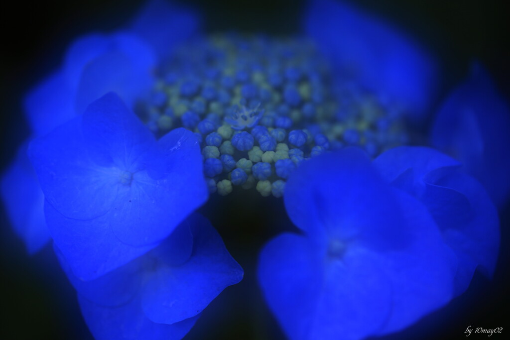藍紫陽花