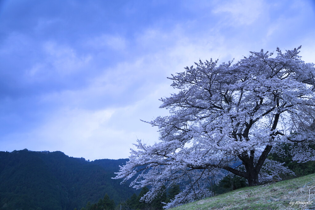 孤高の桜