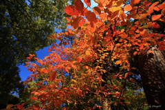 一本の紅葉