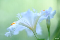 著莪