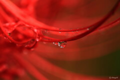 秋雨