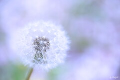 道端の太陽