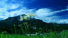 晩夏