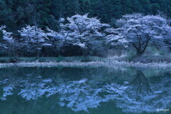 鏡桜２