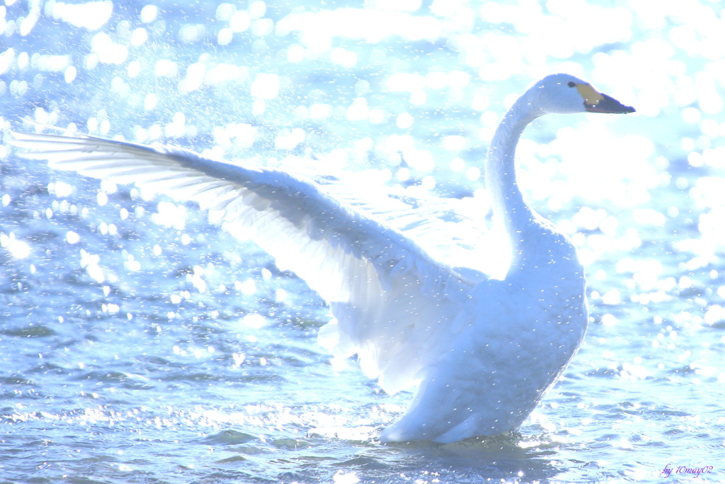 Wing
