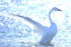 Wing