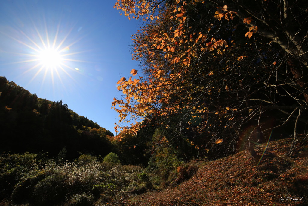 晩秋の里山