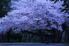 待合桜