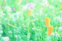 まきまき