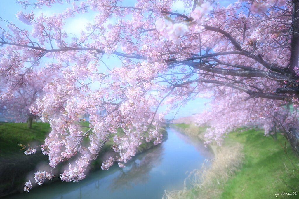 河津桜