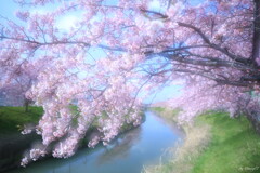 河津桜