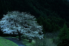 里山一本桜