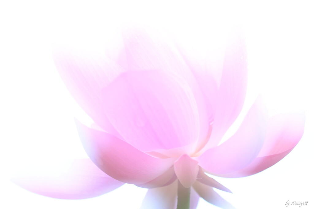 魅惑