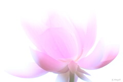 魅惑