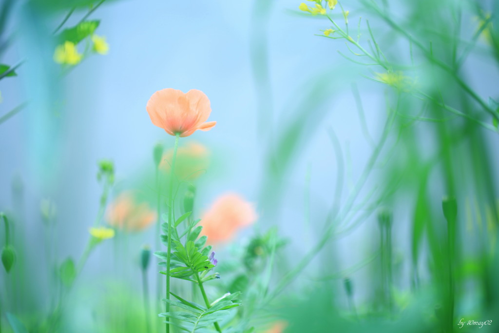 岸辺の花