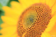太陽の花