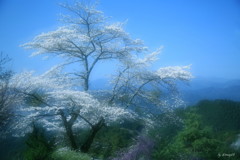 孤高の山桜
