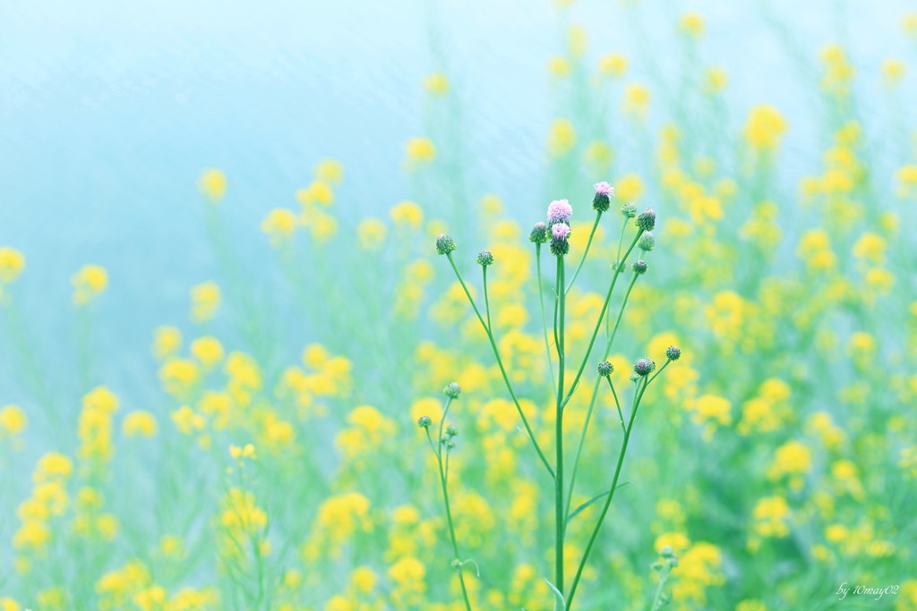 岸辺の花