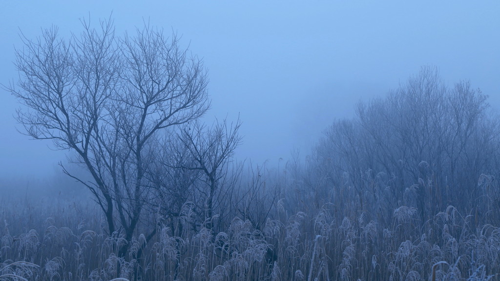 冬霧の詩　～渡良瀬遊水地～
