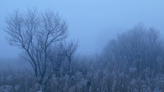 冬霧の詩　～渡良瀬遊水地～
