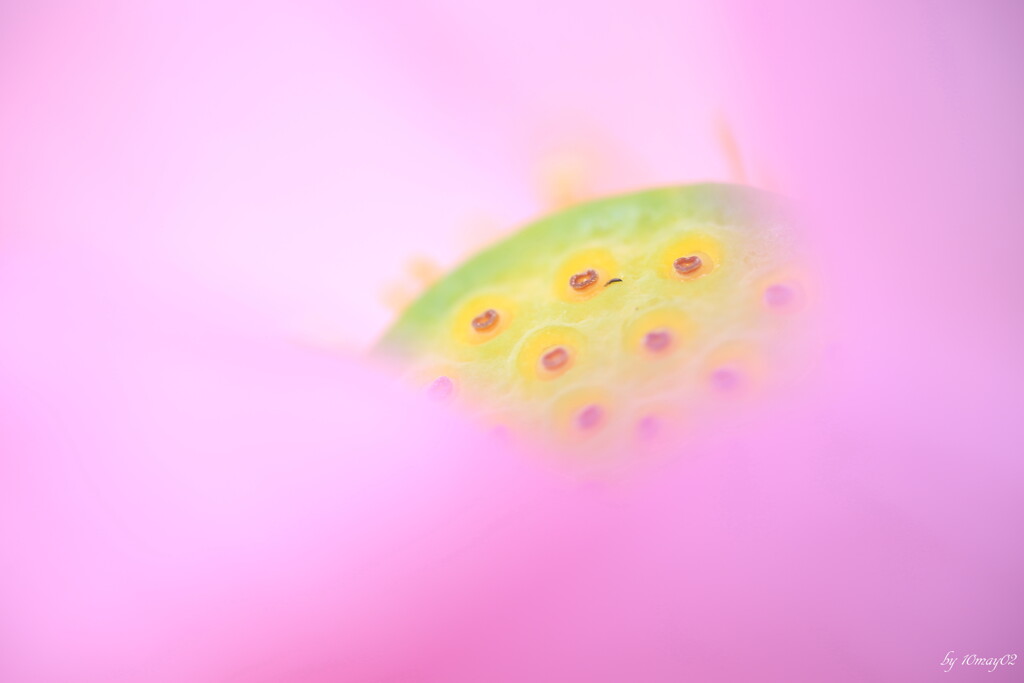 淡彩