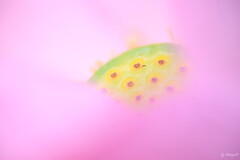 淡彩