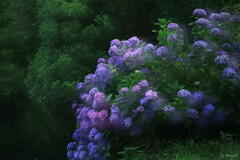 水辺の華