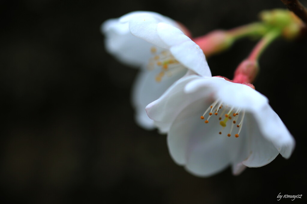開花