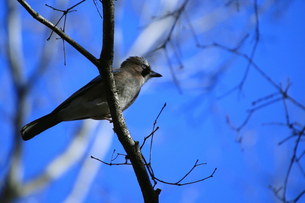 睨む　～カケス～