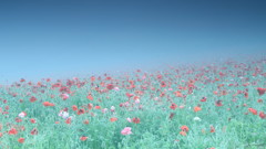 朝霧