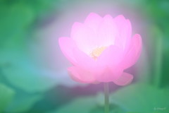 古の花２